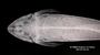 Loricaria filamentosa seminuda FMNH 55114 synt dvh x
